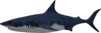 shark